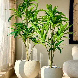 dracaena