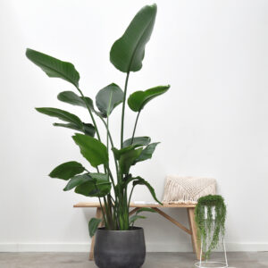 dracaena lisa